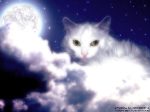 Cat-Myrka