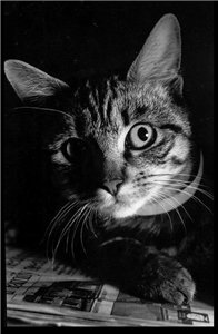  aka Dark Dream Cat