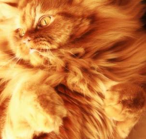 ������