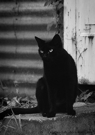 Brista Shadow Cat