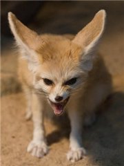 fennec