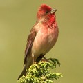 Carpodacus