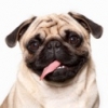 Pug