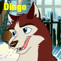 Dingo