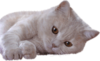 Bad_KiSsko