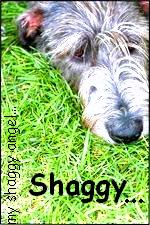 Shaggy