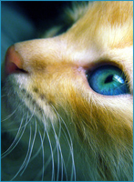 ����� ����