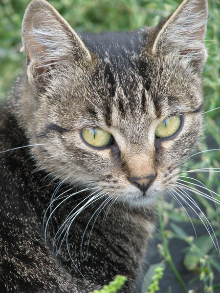 �������� ����