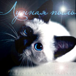 ������ ����