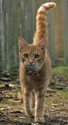 ��������� �����