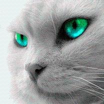 ~Beautiful cat~