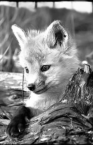  Foxy