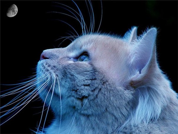 BlueStar