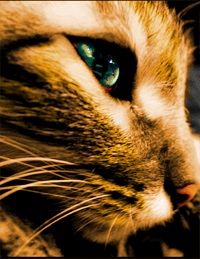 Pastel\'