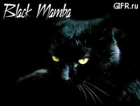 ~ Black Mamba ~