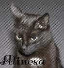 alinesa