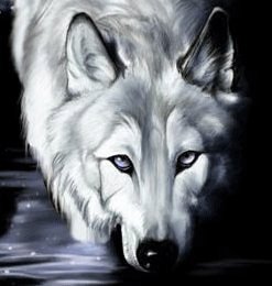 Lonely white wolf