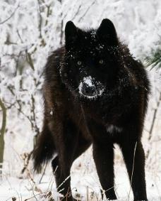 Данка Black Wolf