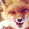 Bloody Fox