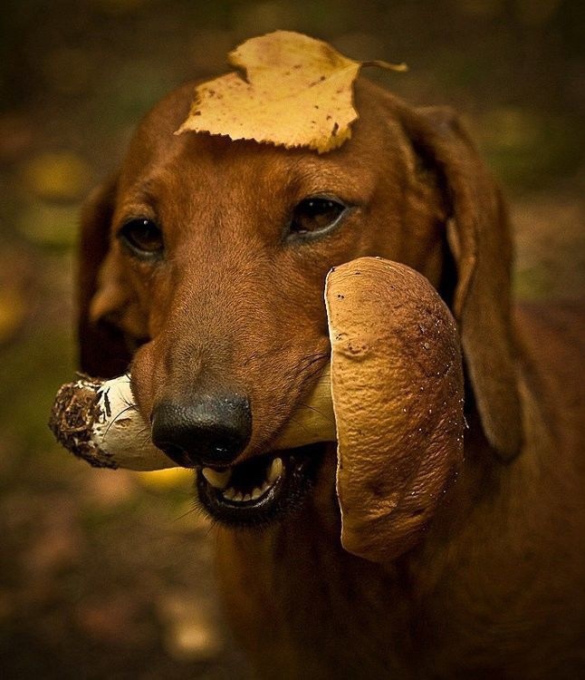 Ludo