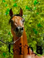 ������ �������