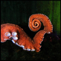 Tentacle
