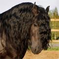 Black Friesian