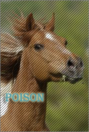 Poison