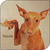 Tequila