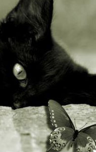 ������ ����