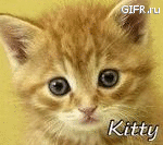 Kitty