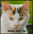 Sharp Star Cat