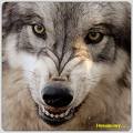 Rwolf