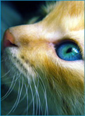 sparklepaw.