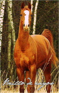 Brillo de rayos