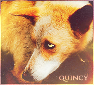 quincy