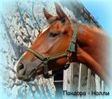 ������� - �����