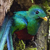 Quetzall