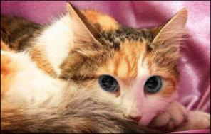 �������� ������