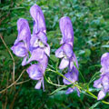 Aconitium