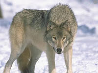 Higa_the_wolf