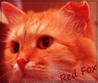 Red Fox