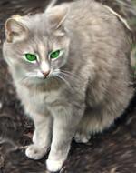 �������� ����