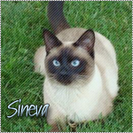 Sineva