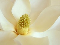 whiteflower