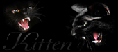 kitten