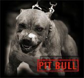 pitbull174
