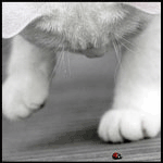 ����. ��