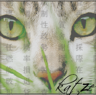 |Katze|