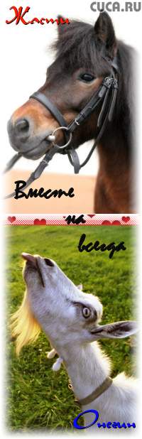 Жасти Жасти